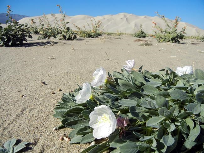Rare Death Valley wildflower no longer endangered | iNFOnews.ca