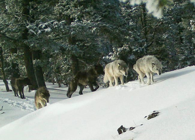 Oregon rancher approved to kill 2 wolves; advocates alarmed | iNFOnews.ca