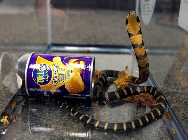 Man accused of smuggling king cobras in potato chip cans | iNFOnews.ca