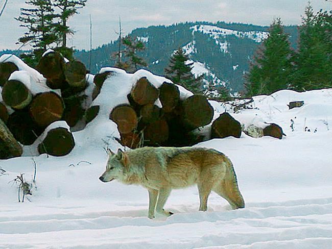 Researcher says wolf population likely larger than estimates | iNFOnews.ca