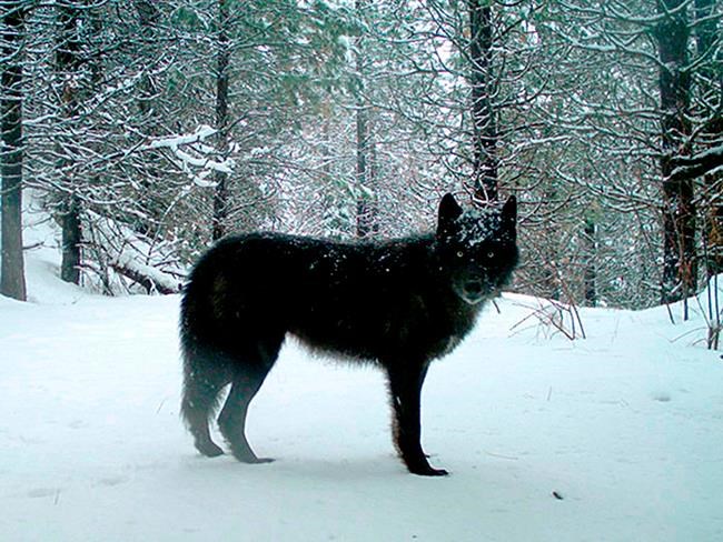 Oregon officials kill 2 wolves in effort to save cattle | iNFOnews.ca