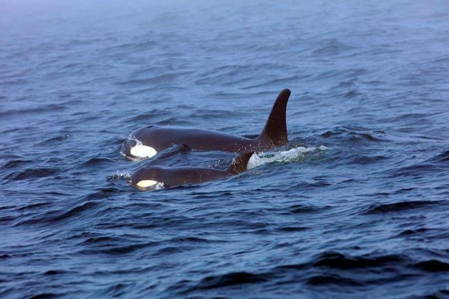 Experts prepare plan to capture ill orca as last alternative | iNFOnews.ca