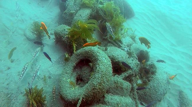 Divers removing 30-year-old junk reef off California coast | iNFOnews.ca