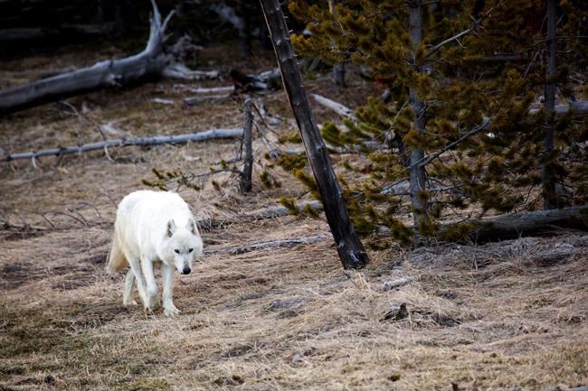 Wyoming game commission OKs increased wolf hunting season | iNFOnews.ca