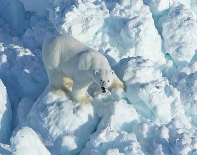 Faster-moving sea ice forces polar bears to use more energy | iNFOnews.ca CP264203299