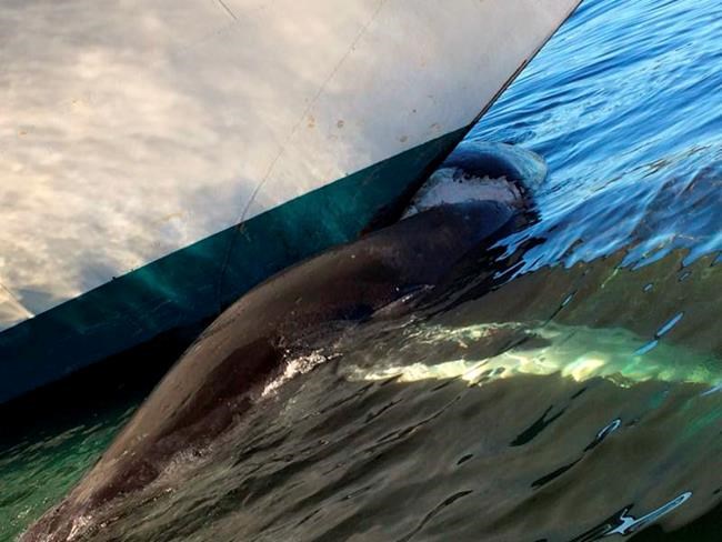 Dead whale found on bow of cruise ship entering Alaska port | iNFOnews.ca