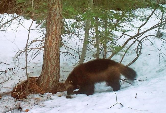 Trump aims to end automatic protections for some species | iNFOnews.ca Trump aims to end automatic protections for some species | iNFOnews.ca
