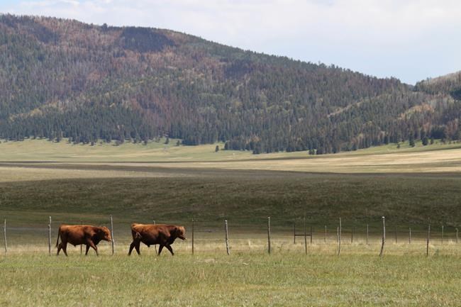Ranchers, US square off over fencing at national preserve | iNFOnews.ca