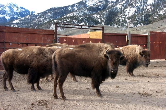 Yellowstone bison again escape holding pen, but most return | iNFOnews.ca