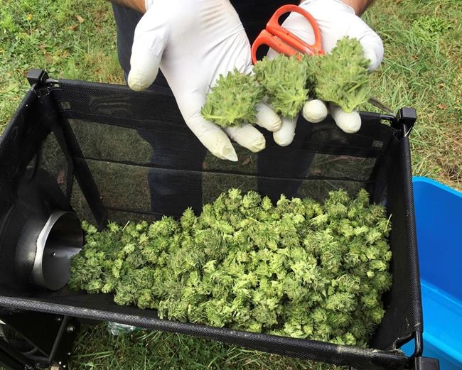 Reports: Oregon has pot oversupply, Colorado hits the mark | iNFOnews.ca Reports: Oregon has pot oversupply, Colorado hits the mark | iNFOnews.ca
