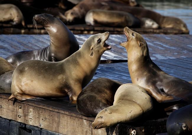 Sea lion attacks fourth swimmer in San Francisco Bay | iNFOnews.ca