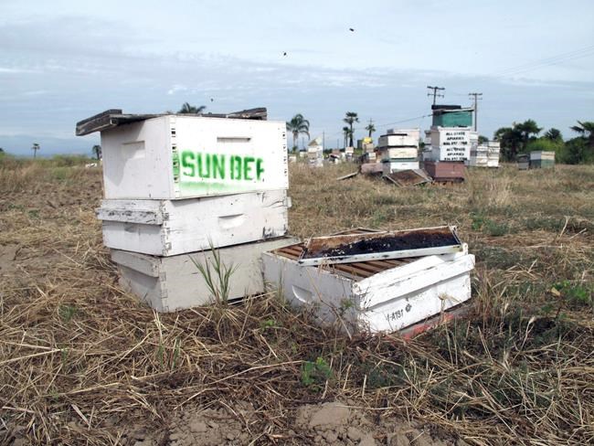 California beehive heists lead to felony charges | iNFOnews.ca