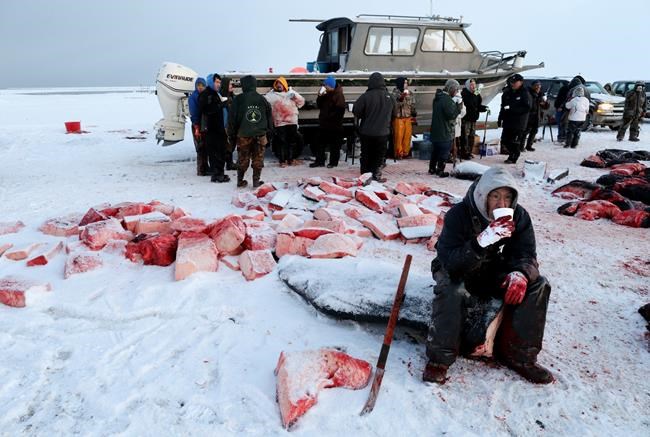 Alaska Eskimo group seeks hike in whaling harvest quotas | iNFOnews.ca