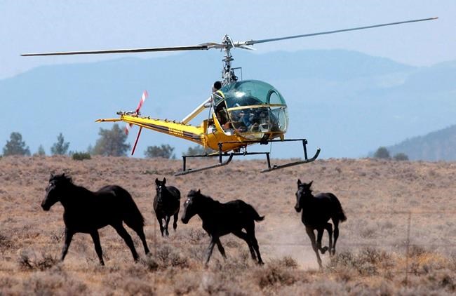 1,000 wild horses to be rounded up in Northern California | iNFOnews.ca 1,000 wild horses to be rounded up in Northern California | iNFOnews.ca