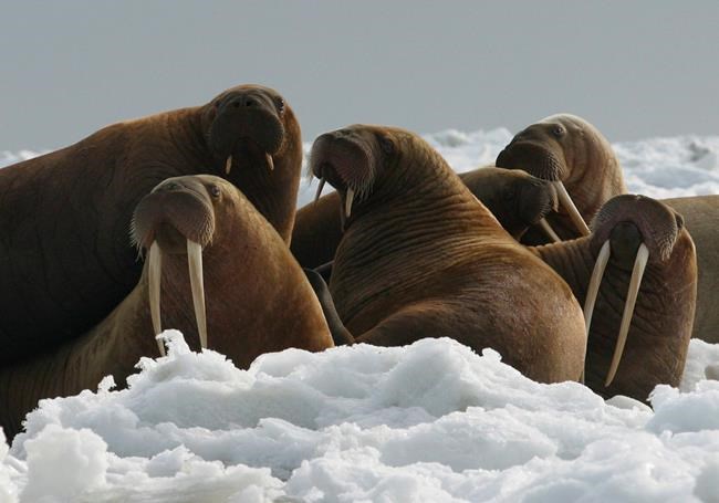 Activist urges walrus rafts in absence of Arctic sea ice | iNFOnews.ca Activist urges walrus rafts in absence of Arctic sea ice | iNFOnews.ca