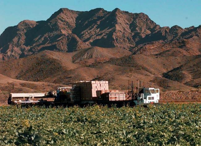 CDC expands warning in E. coli outbreak from Arizona lettuce | iNFOnews.ca