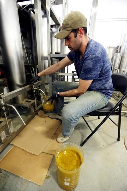 Marijuana growers turning to hemp as CBD extract explodes | iNFOnews.ca