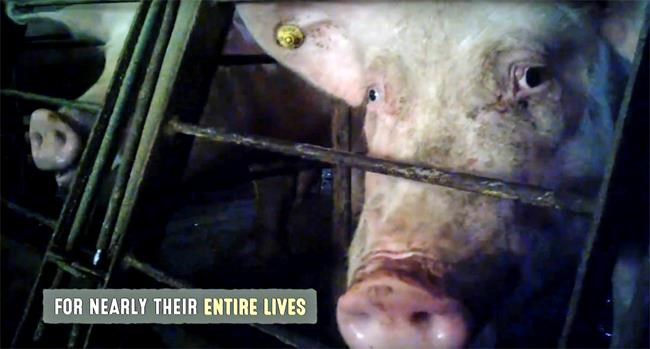 Video of abuse at pig farm also highlights common practices | iNFOnews.ca