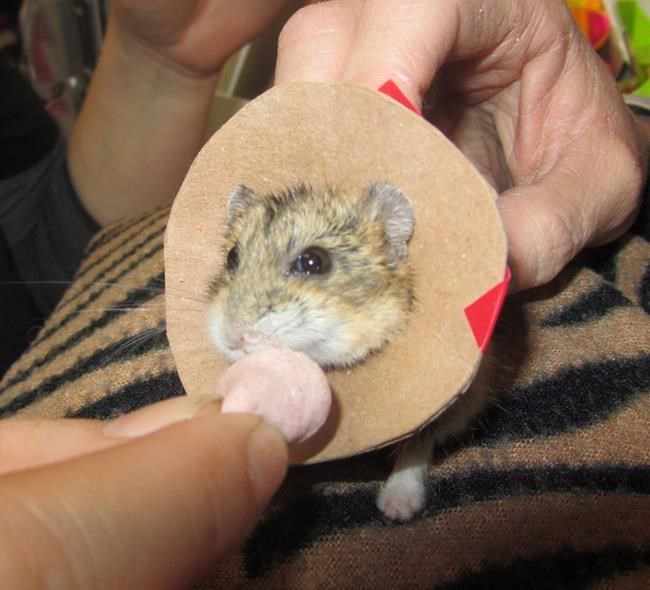 P.E.I. vet performs career first in operation on 50-gram dwarf hamster | iNFOnews.ca P.E.I. vet performs career first in operation on 50-gram dwarf hamster | iNFOnews.ca