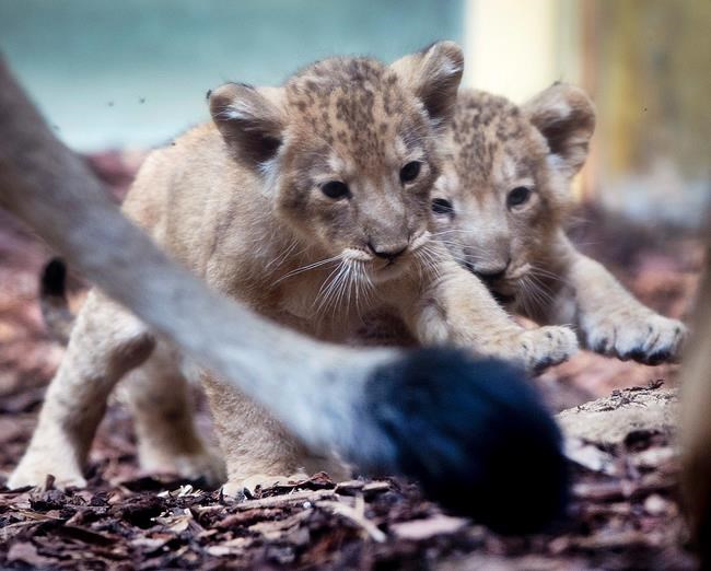Frankfurt zoo shows off lion triplets, 1st cubs in 15 years | iNFOnews.ca