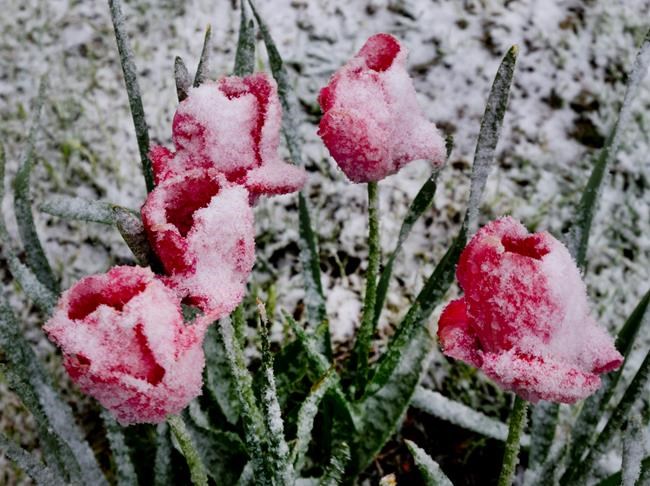 Parts of Germany see sprinkling of late-season snow | iNFOnews.ca Parts of Germany see sprinkling of late-season snow | iNFOnews.ca