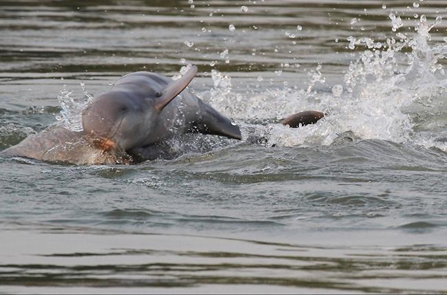 Census finds increase in Mekong River's Irrawaddy dolphins | iNFOnews.ca Census finds increase in Mekong River's Irrawaddy dolphins | iNFOnews.ca