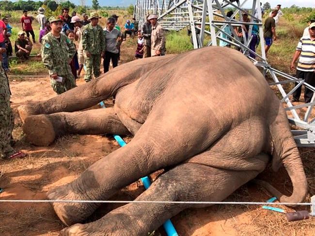 Endangered elephant in Cambodia electrocuted by power pole | iNFOnews.ca CP910962223