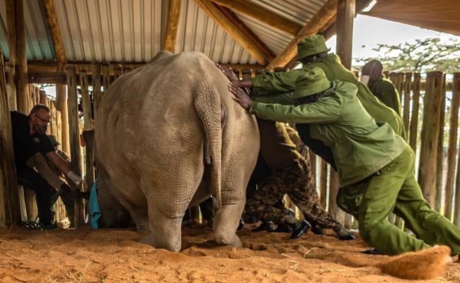 More eggs harvested from last 2 northern white rhinos | iNFOnews.ca CP1686970429