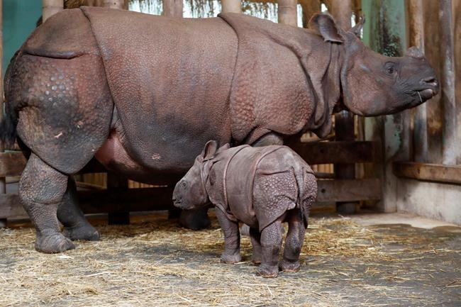 Czech zoo welcomes baby Indian rhinoceros | iNFOnews.ca