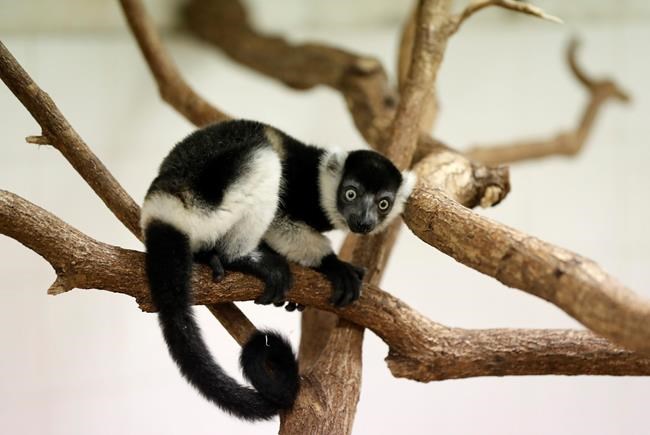 Prague zoo says it's on its way to breeding rare lemurs | iNFOnews.ca Prague zoo says it's on its way to breeding rare lemurs | iNFOnews.ca