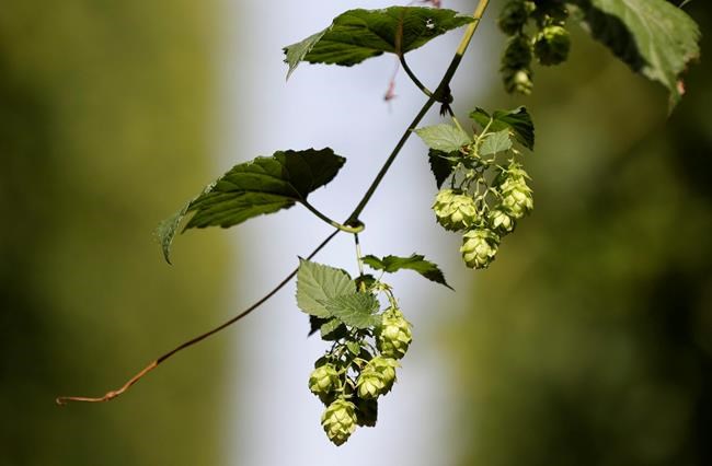 Drought vs Draught: Dry summer takes toll on Czech hop crop | iNFOnews.ca