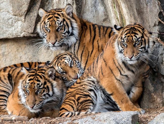 Tiger quadruplets in Berlin zoo treated for knee problems | iNFOnews.ca Tiger quadruplets in Berlin zoo treated for knee problems | iNFOnews.ca