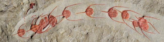 Queuing for eternity: Fossils show lining up is primal urge | iNFOnews.ca Queuing for eternity: Fossils show lining up is primal urge | iNFOnews.ca