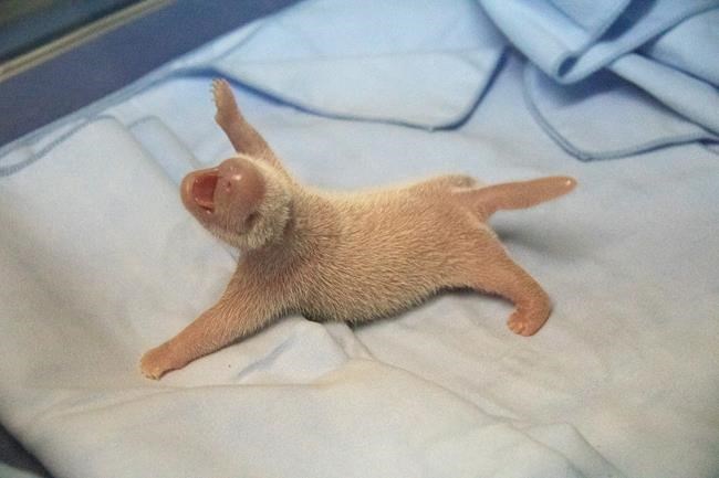 It's a girl! Giant panda gives Madrid Zoo 1st female birth | iNFOnews.ca CP2061736526