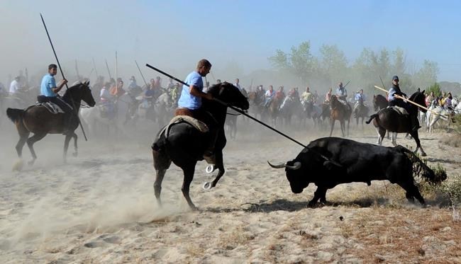 Spanish regional government moves to outlaw bull spearing | iNFOnews.ca
