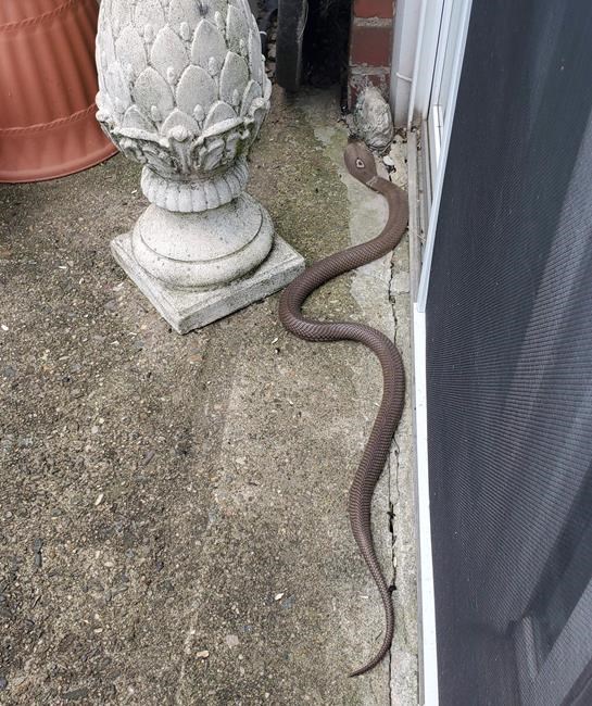 Woman uses shovel to kill cobra slithering on her patio | iNFOnews.ca
