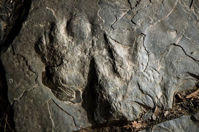 Dinosaur tracks make fresh impression at Valley Forge park | iNFOnews.ca Dinosaur tracks make fresh impression at Valley Forge park | iNFOnews.ca