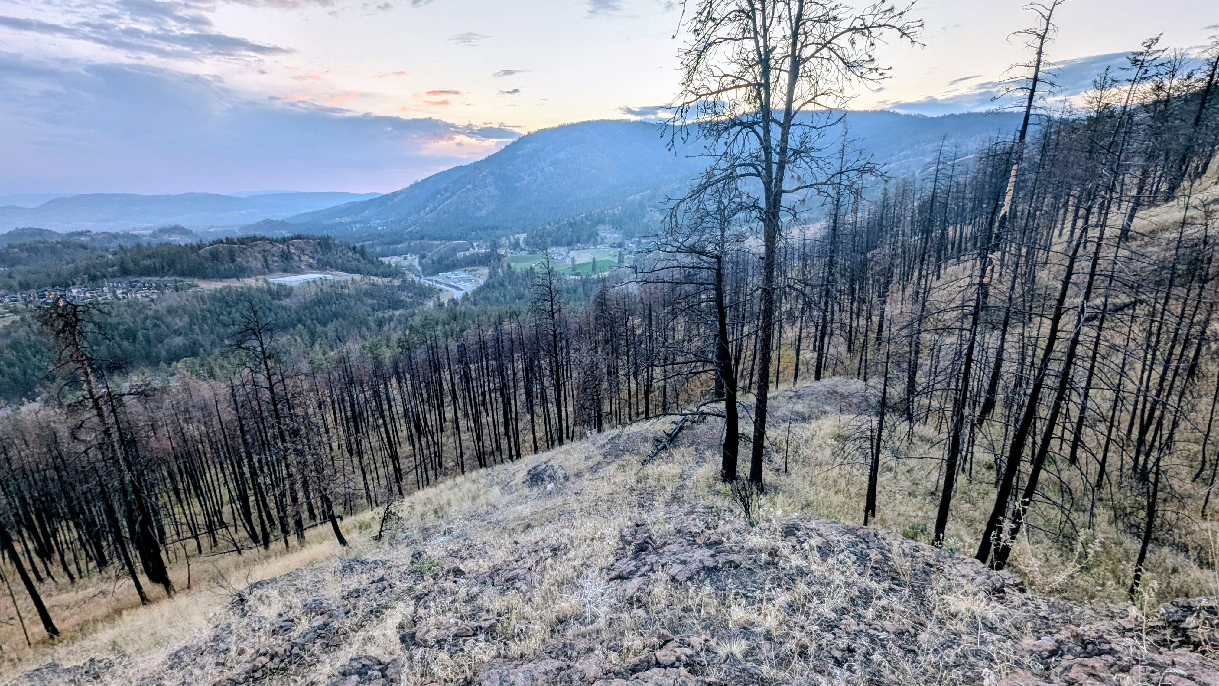 A forest after it has been burnt by a wildfire.
