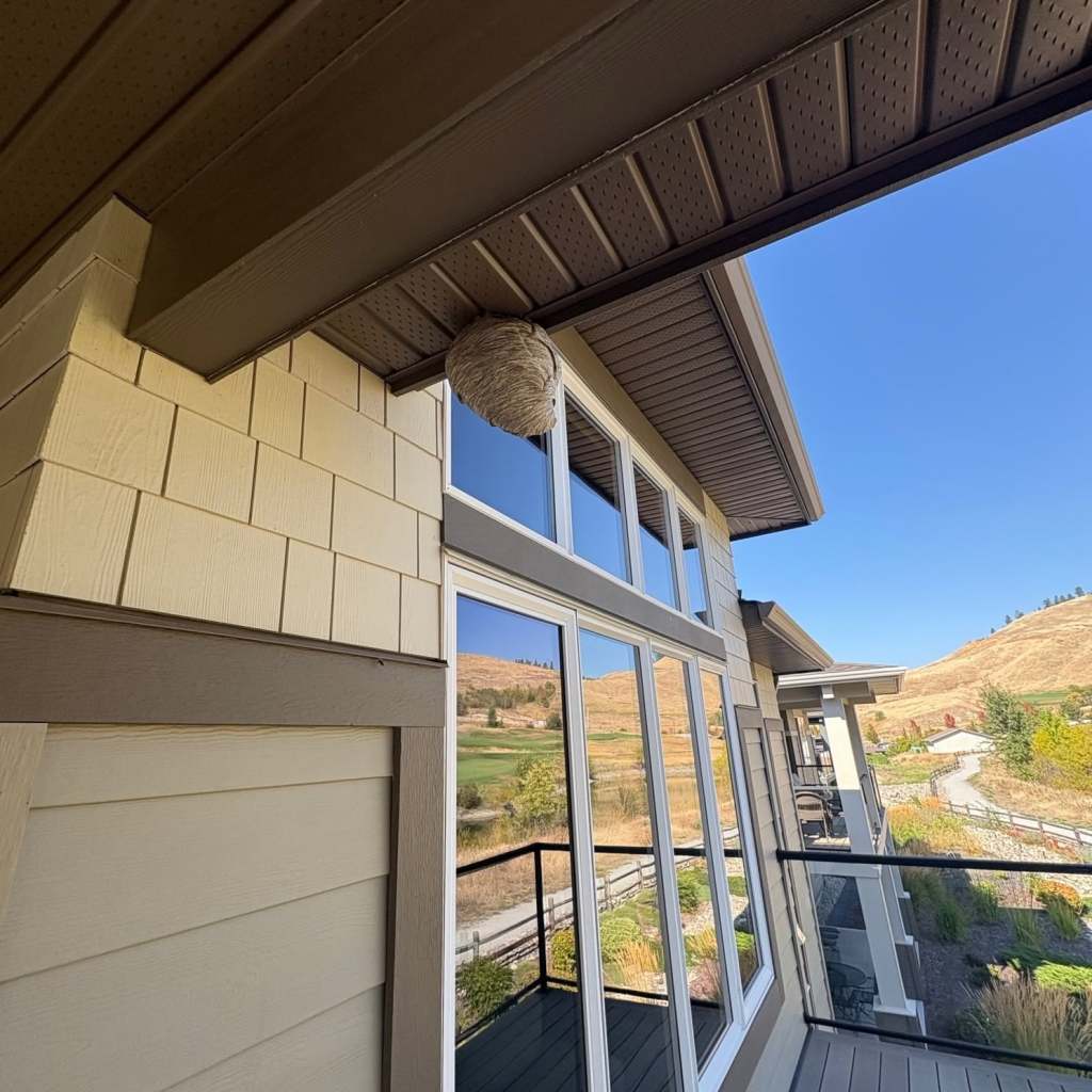 Large wasp nest hanging from a home's eaves near a window.