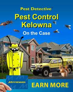 Pest Detective On The Case