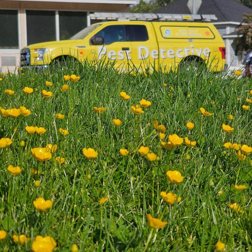 Pest Detective truck parked near a home, seen through yellow wildflowers.