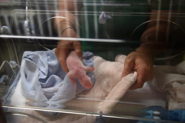 France works to protect its first panda cub after twin died | iNFOnews.ca France works to protect its first panda cub after twin died | iNFOnews.ca