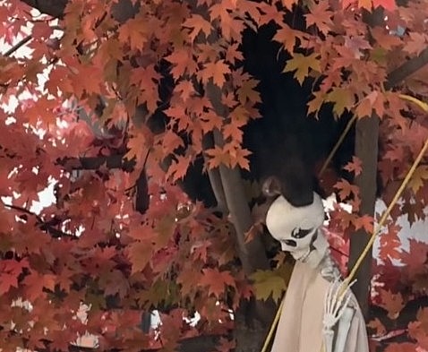 The mouth of a black bear in a tree is on a Halloween ornament.