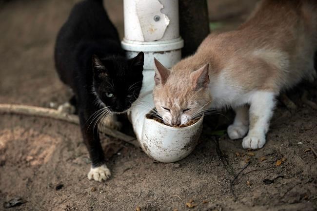 On Brazil’s tropical island of cats, virus led to starvation | iNFOnews.ca CP1735895907