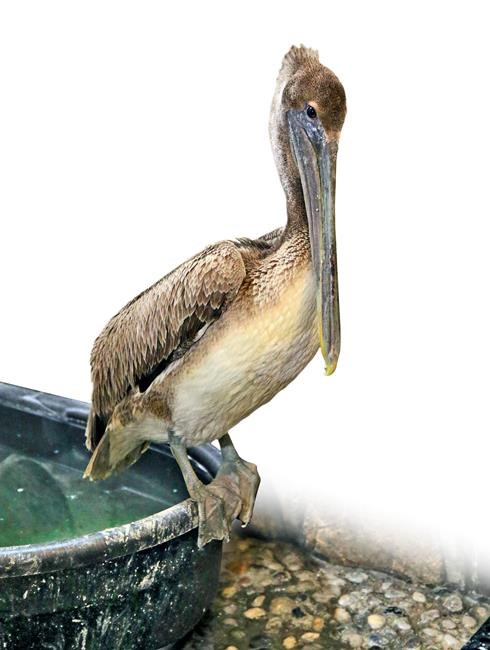 Gov't shutdown strands pelican, injured owl in Rhode Island | iNFOnews.ca