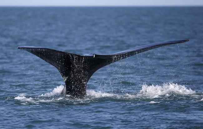 Most ships in Cabot Strait not complying with whale-protection rules: study | iNFOnews.ca