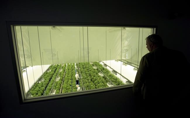 Canopy Growth lays off more workers, won't say how many impacted by cuts | iNFOnews.ca CP3988439