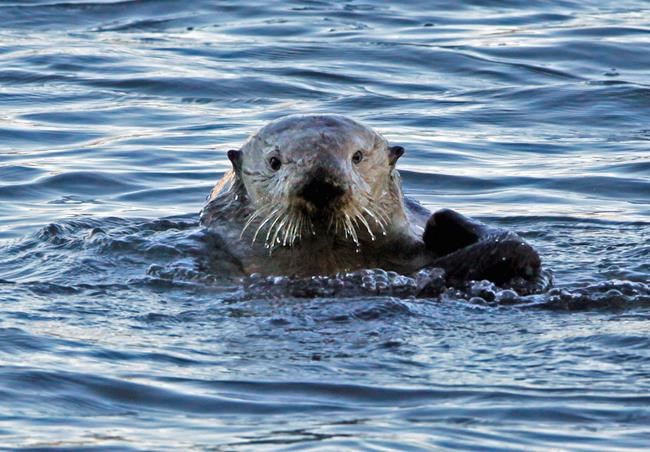 Research finds sea otter comeback worth millions but not all benefit | iNFOnews.ca Research finds sea otter comeback worth millions but not all benefit | iNFOnews.ca