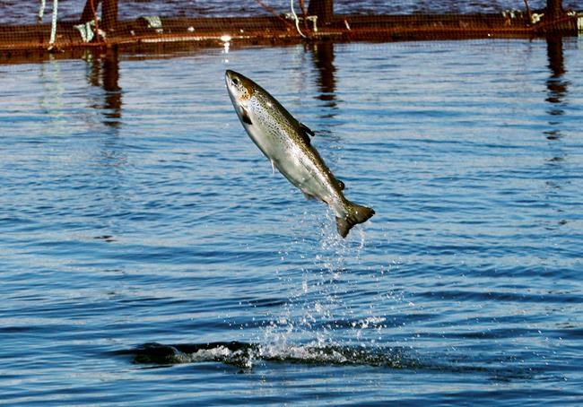 Numbers of large wild Atlantic salmon dipped to near historic lows in 2019 | iNFOnews.ca