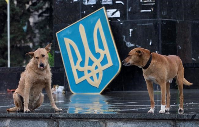 CFIA investigating death of 38 dogs on Toronto-bound flight from Ukraine | iNFOnews.ca